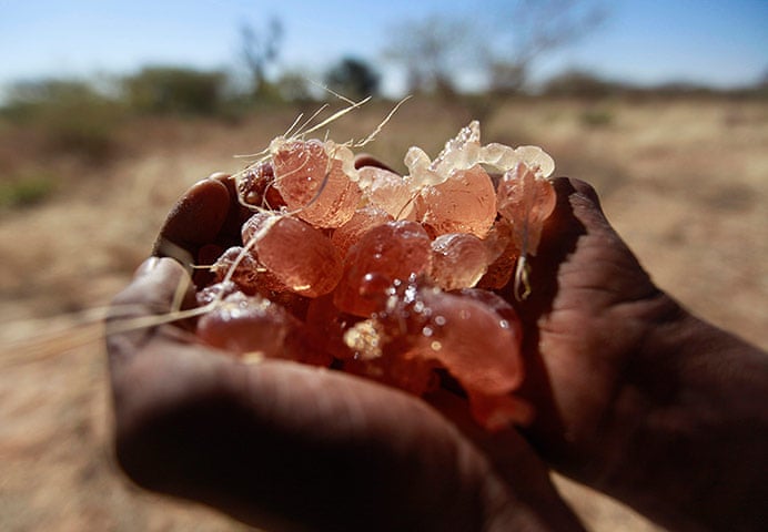 Exportation de gomme arabique